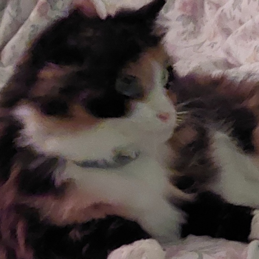 Meet your Posher, Bmmumzd